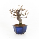 Viburnum dilatatum - 22 cm