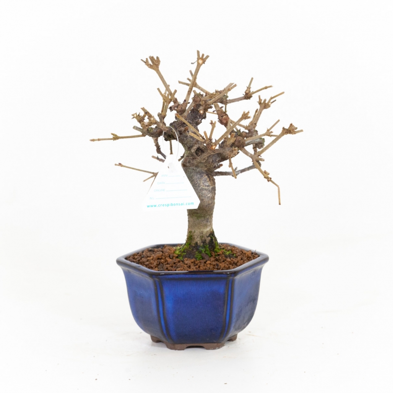 Viburnum dilatatum - 22 cm