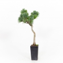 Pinus pentaphylla - Pino - 34 cm