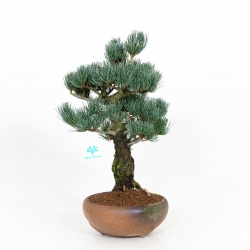 Pinus pentaphylla - Pino - 43 cm