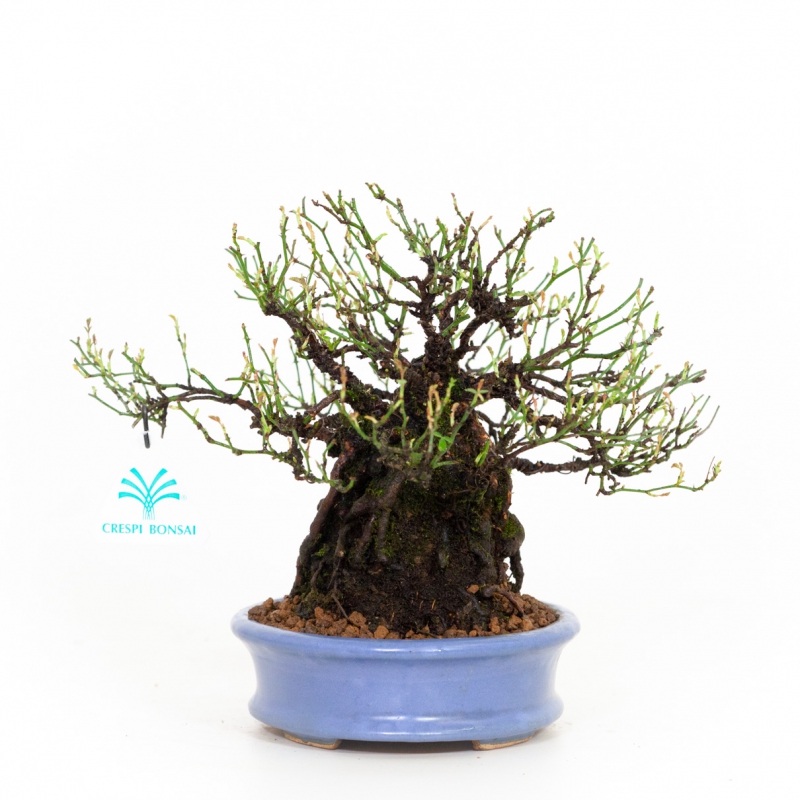 Rosa - 23 cm