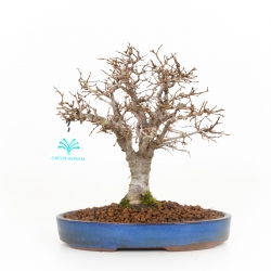 Zelkova serrata - Elm - 21 cm