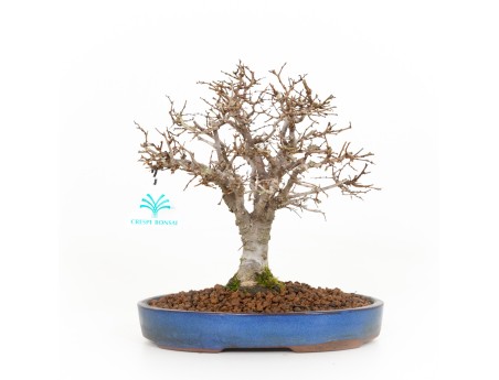 Zelkova serrata - Iep - 21 cm