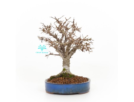 Zelkova serrata - Ulme - 21 cm