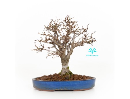 Zelkova serrata - Olmo - 21 cm