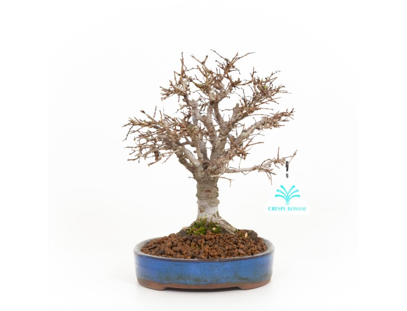 Zelkova serrata - Iep - 21 cm