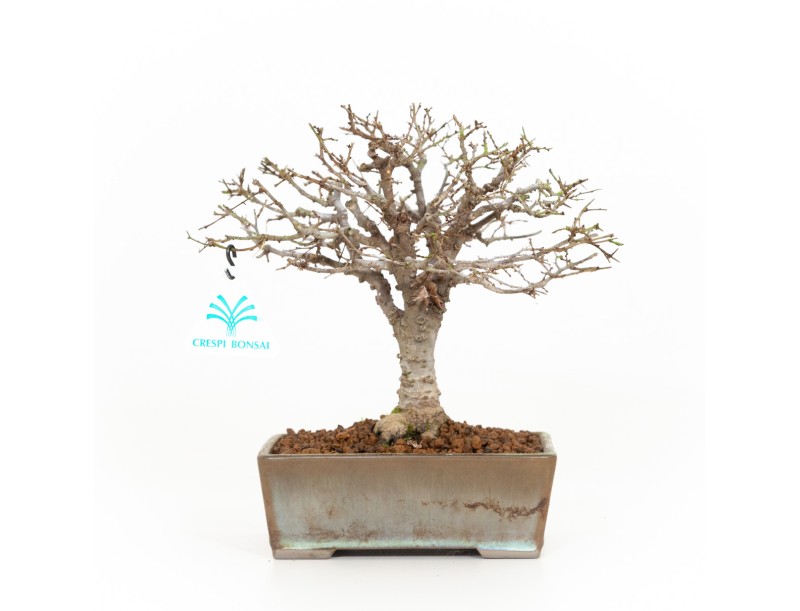 Zelkova serrata - Orme - 22 cm