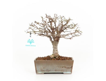 Zelkova serrata - Orme - 22 cm