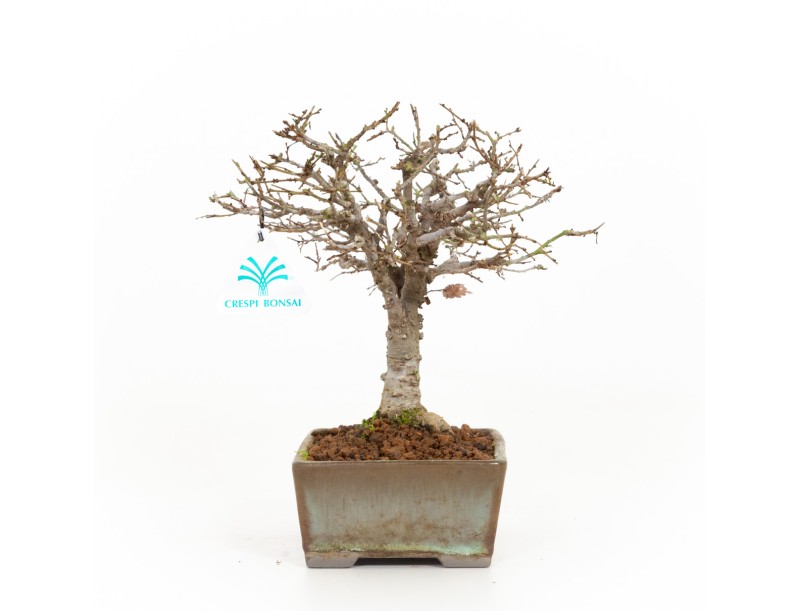 Zelkova serrata - Orme - 22 cm