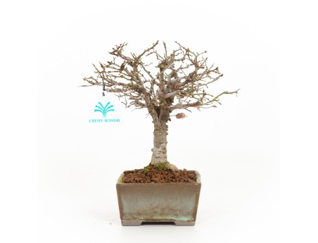 Zelkova serrata - Elm - 22 cm