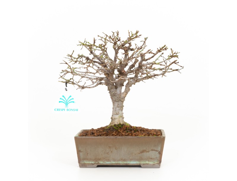 Zelkova serrata - Orme - 22 cm