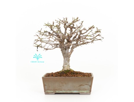 Zelkova serrata - Olmo - 22 cm