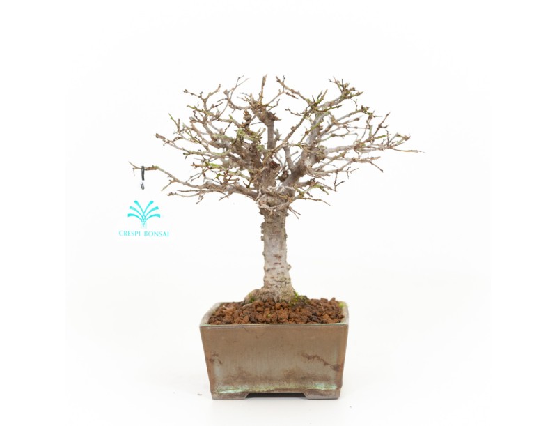 Zelkova serrata - Elm - 22 cm