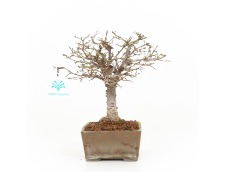 Zelkova serrata - Orme - 22 cm