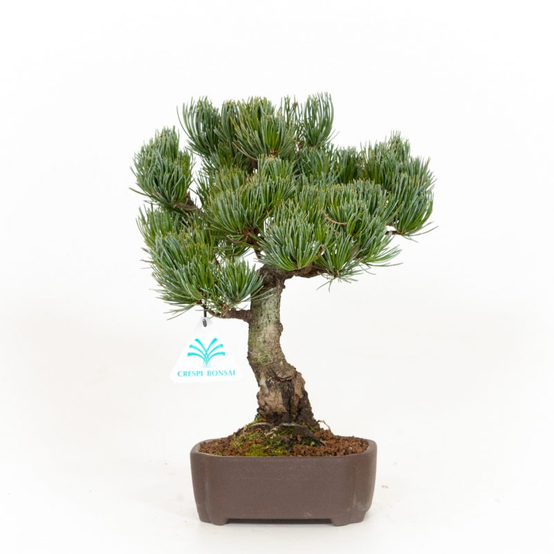 Pinus pentaphylla - Pino - 31 cm