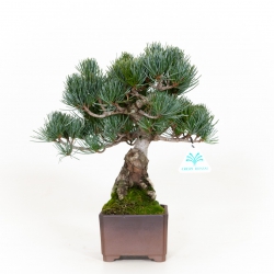 Pinus pentaphylla - Pin à cinq aiguilles - 32 cm