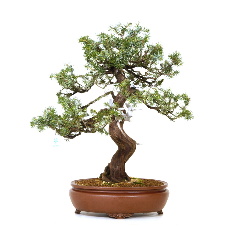 Juniperus rigida - Temple juniper - 58 cm