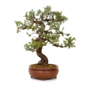 Juniperus rigida - Temple juniper - 58 cm