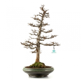 Acer buergerianum - acero - 61 cm