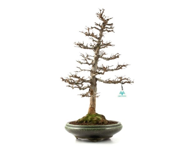 Acer buergerianum - acero - 61 cm 2