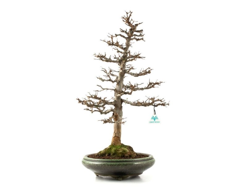 Acer buergerianum - acero - 61 cm