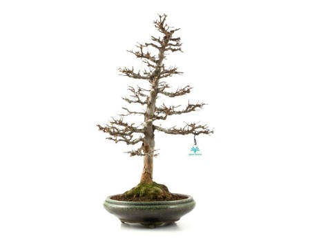 Acer buergerianum - acero - 61 cm