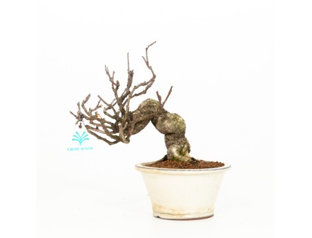 Celastrus orbiculatus - claustro oriental agridulce 27 cm