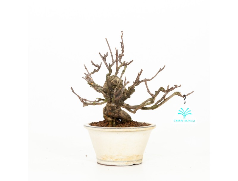 Celastrus orbiculatus - Bourreau des Arbres - 27 cm