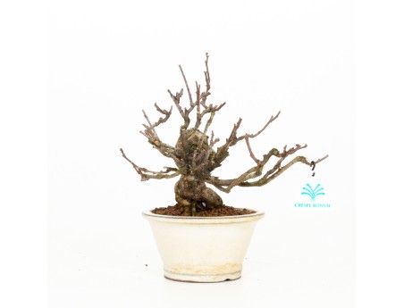 Celastrus orbiculatus - Bourreau des Arbres - 27 cm