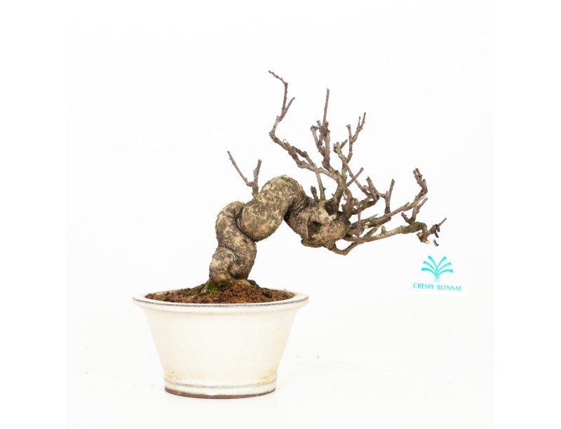 Celastrus orbiculatus - Boomwurger - 27 cm