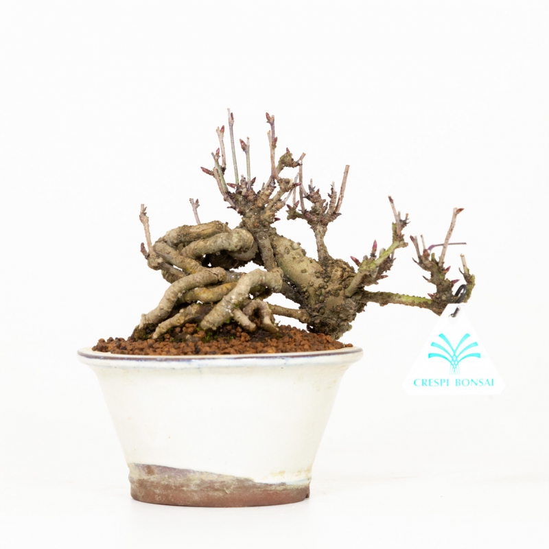 Akebia quinata - Akébie à cinq feuilles - 19 cm