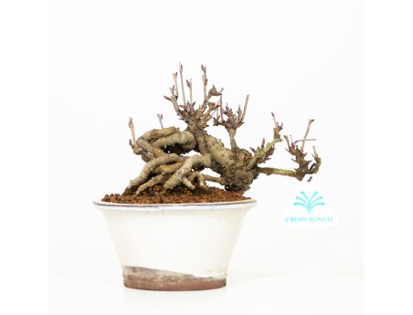 Akebia quinata - Akébie à cinq feuilles - 19 cm