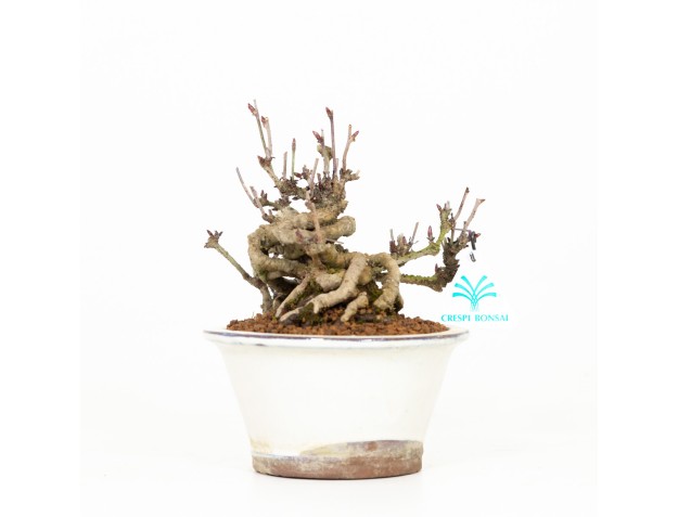 Akebia quinata - Akebia a cinque punte - 19 cm 2