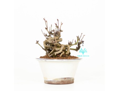 Akebia quinata - Akebia a cinque punte - 19 cm