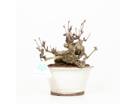 Akebia quinata - Akébie à cinq feuilles - 19 cm