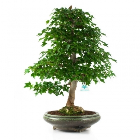 Acer buergerianum - acero - 61 cm