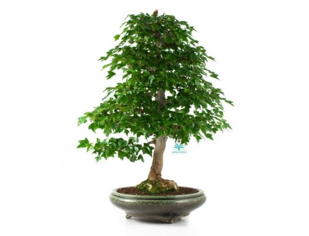 Acer buergerianum - acero - 61 cm