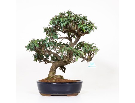 Trachelospermum asiaticum - 46 cm