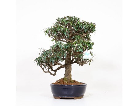 Trachelospermum asiaticum - 46 cm