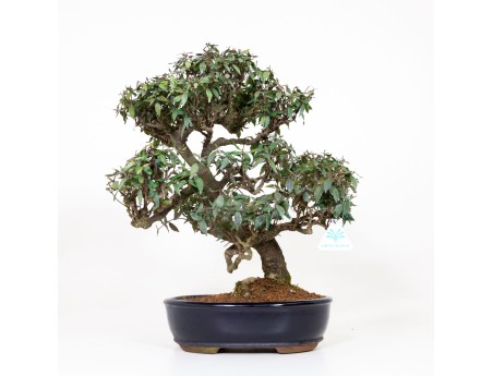 Trachelospermum asiaticum - 46 cm