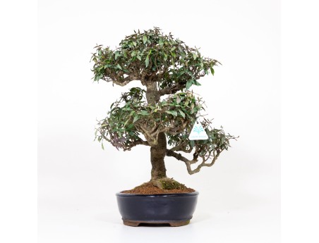 Trachelospermum asiaticum - 46 cm