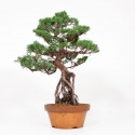 Juniperus chinensis - 56 cm