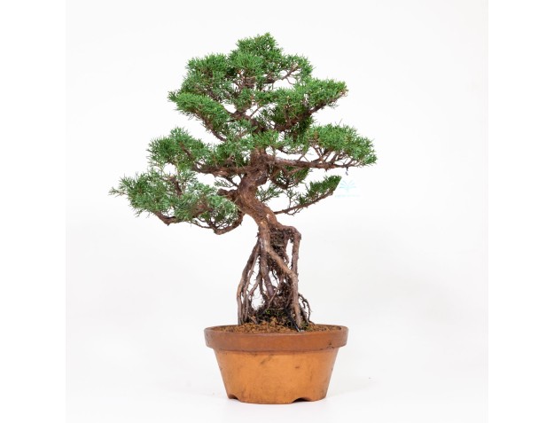 Juniperus chinensis Itogawa - Enebro - 56 cm