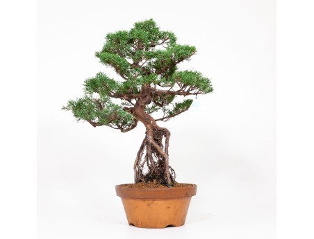 Juniperus chinensis Itogawa - Juniper - 56 cm