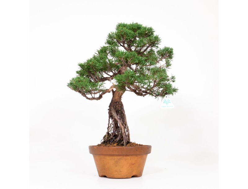 Juniperus chinensis Itogawa - Jeneverbes - 56 cm