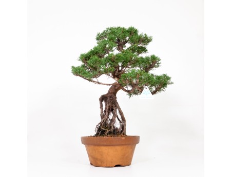 Juniperus chinensis Itogawa - Genévrier de Chine - 56 cm