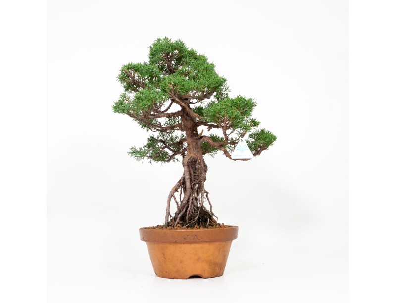 Juniperus chinensis Itogawa - Jeneverbes - 56 cm