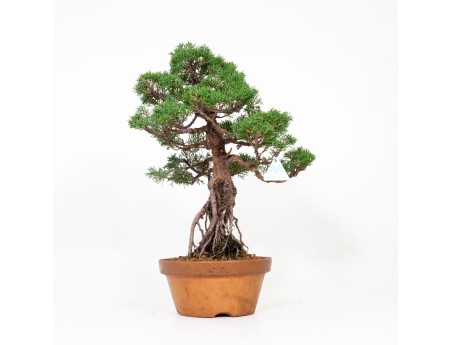Juniperus chinensis Itogawa - Juniper - 56 cm