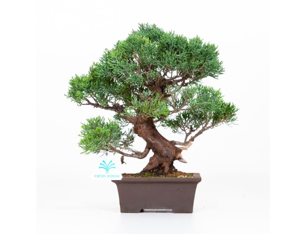 Juniperus chinensis - Enebro - 30 cm