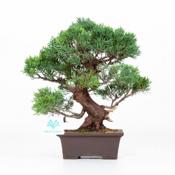 Juniperus chinensis - Jeneverbes - 30 cm